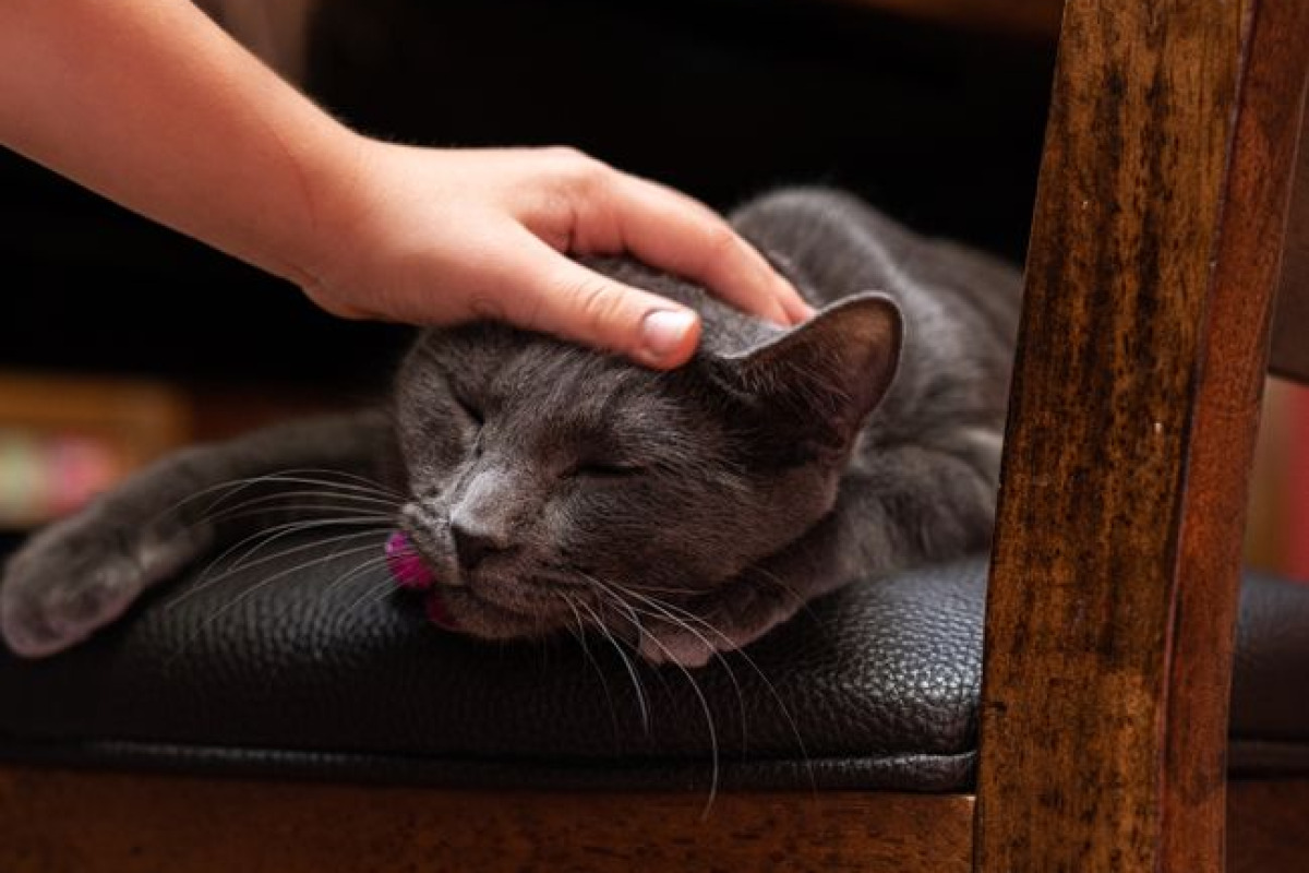 Un chat gris dort confortablement sur une chaise, doucement caressé Un chat gris dort confortablement sur une chaise, doucement caressé