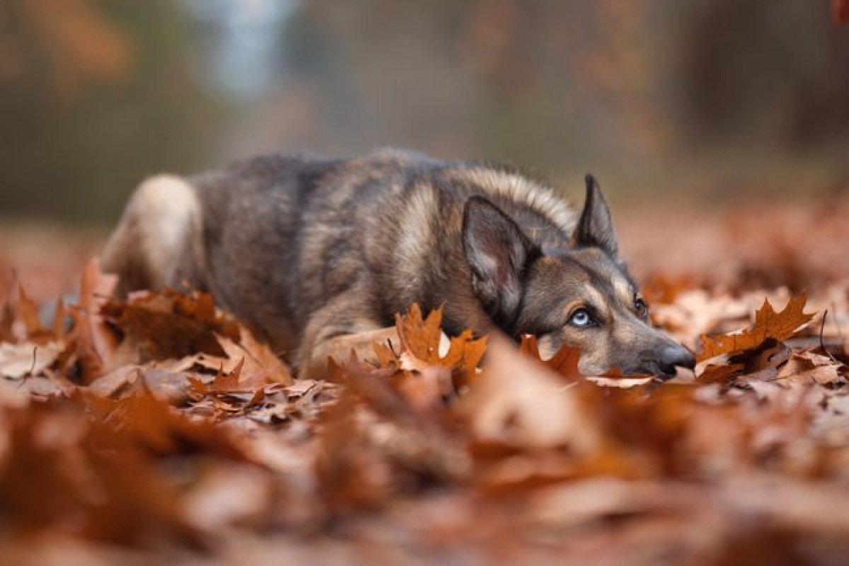 Berger allemand se reposant dans des feuilles d'automne éclatantes, dégageant calme et beauté naturelle Berger allemand se reposant dans des feuilles d'automne éclatantes, dégageant calme et beauté naturelle