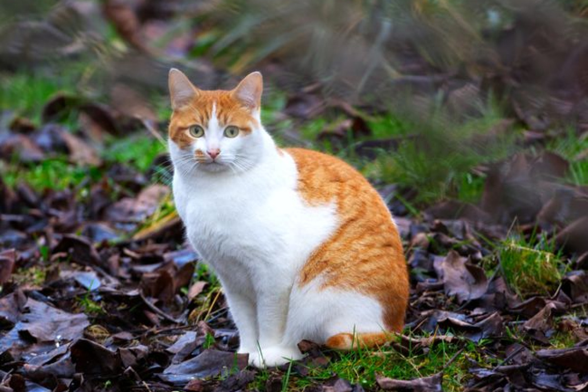 Un chat roux et blanc assis parmi les feuilles d'automne colorées crée un portrait sérein Un chat roux et blanc assis parmi les feuilles d'automne colorées crée un portrait sérein
