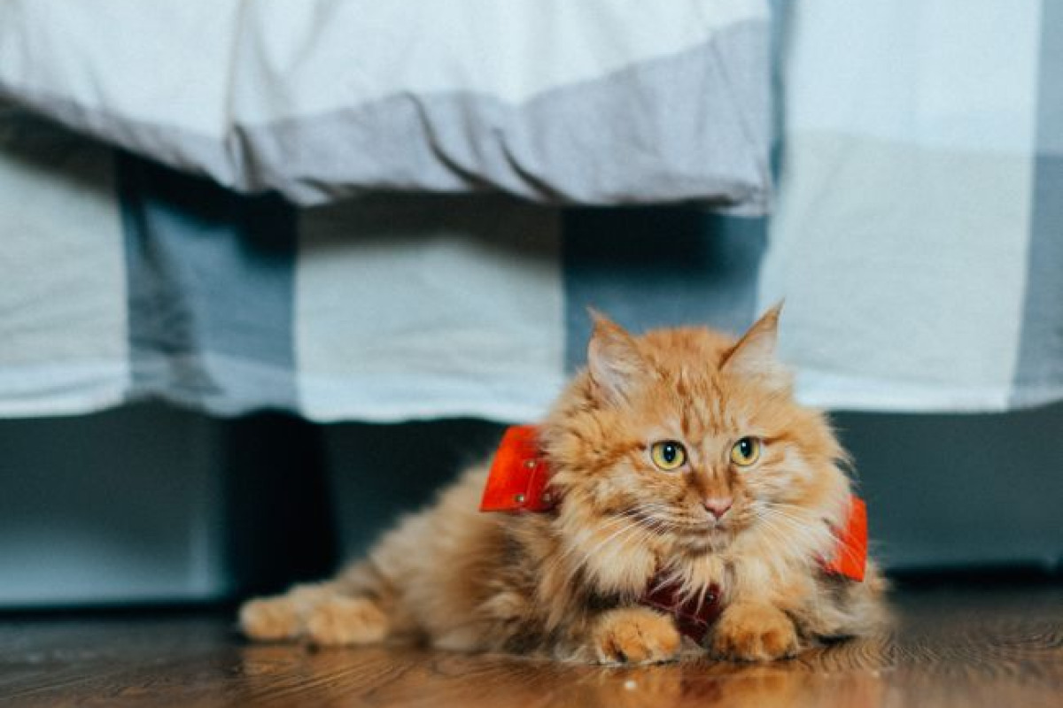 Adorable chat orange duveteux avec un nœud rouge, couché sur un sol en bois sous un lit cosy Adorable chat orange duveteux avec un nœud rouge, couché sur un sol en bois sous un lit cosy