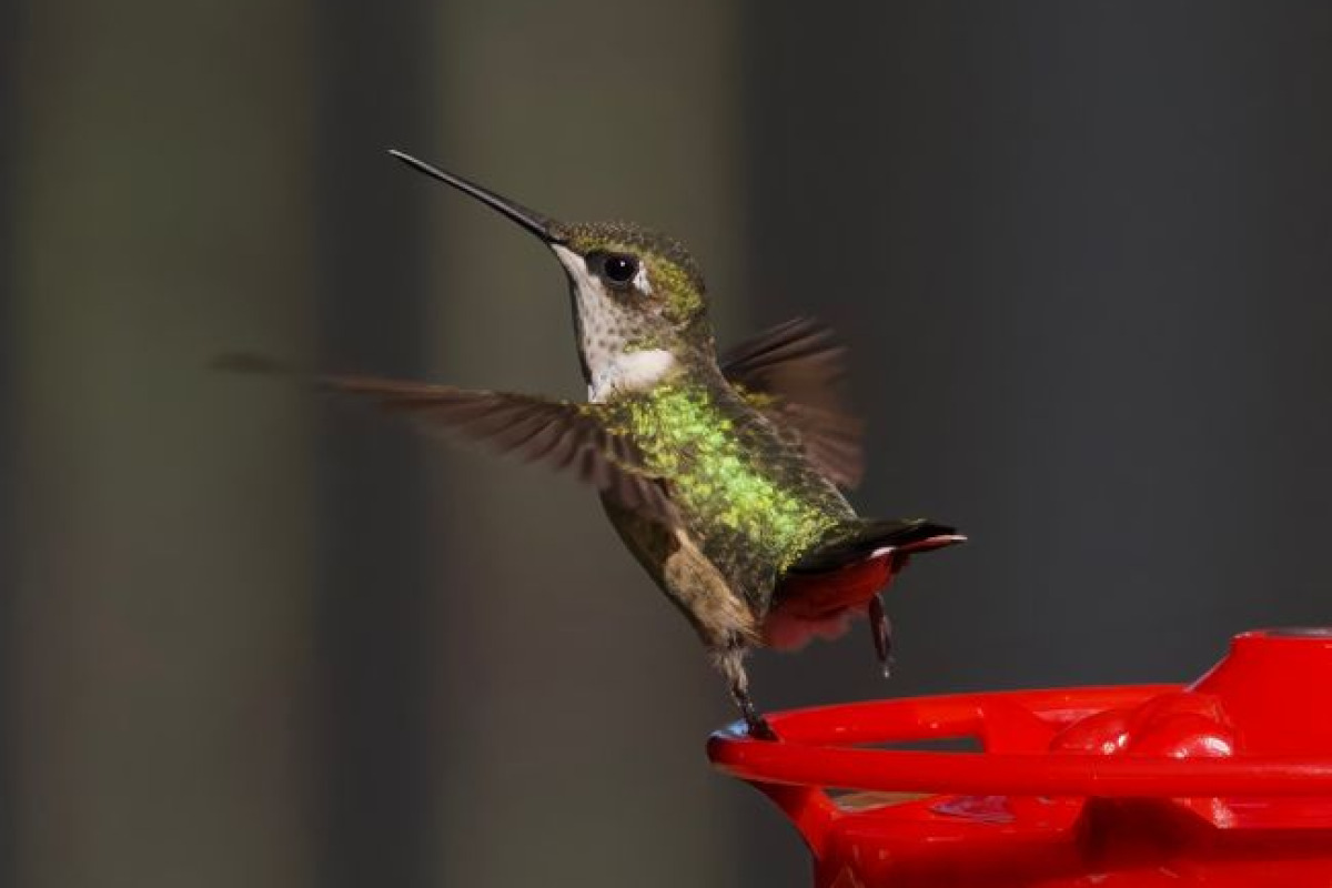 Un colibri vibrant en vol stationnaire près d'une mangeoire rouge à Athens, Alabama Un colibri vibrant en vol stationnaire près d'une mangeoire rouge à Athens, Alabama