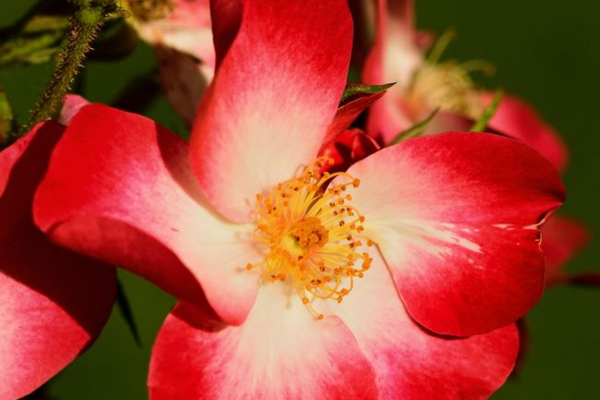 Gros plan d'une rose canine rouge et blanche en fleur, couleurs vives, pétales délicats Gros plan d'une rose canine rouge et blanche en fleur, couleurs vives, pétales délicats