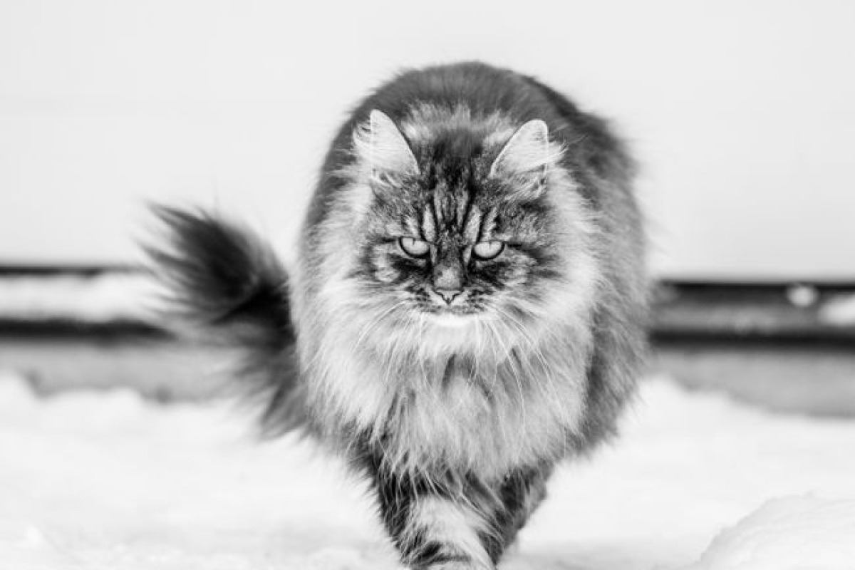 Chat à poil long gris, en noir et blanc, marchant dans la neige et regardant droit vers l'objectif, la queue relevée Chat à poil long gris, en noir et blanc, marchant dans la neige et regardant droit vers l'objectif, la queue relevée