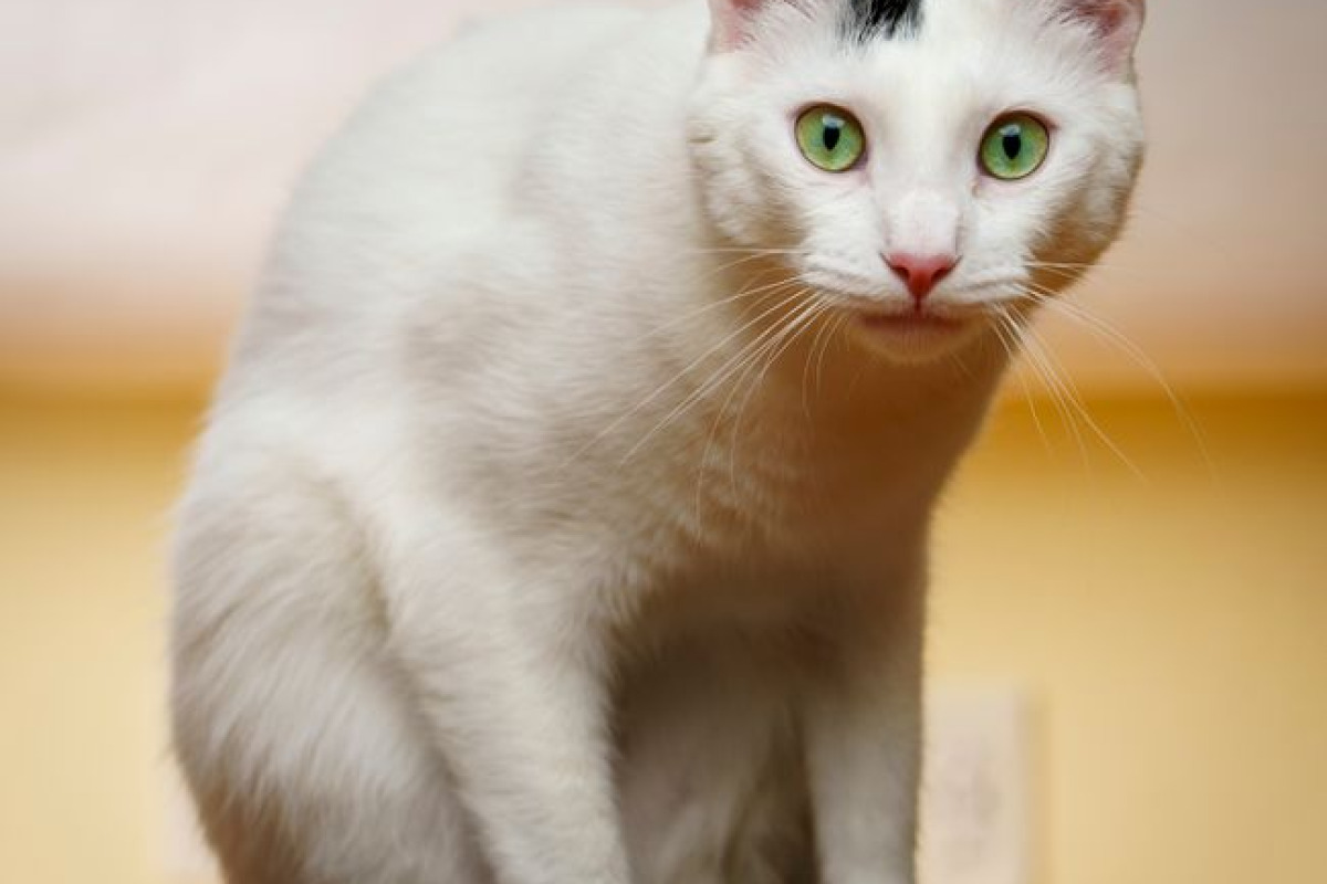 Chat blanc aux yeux verts assis sur une table en intérieur Chat blanc aux yeux verts assis sur une table en intérieur