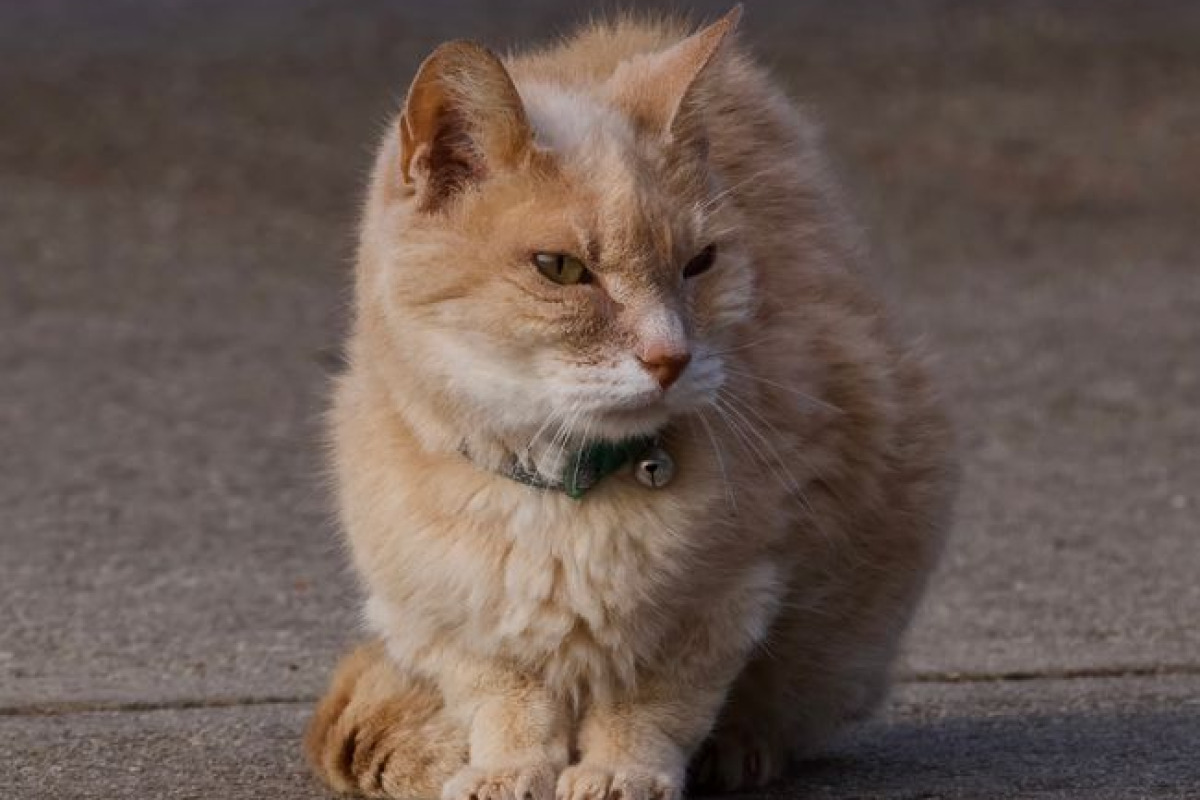 Charmant chat roux assis confortablement sur le trottoir à Athens, Alabama, en journée Charmant chat roux assis confortablement sur le trottoir à Athens, Alabama, en journée