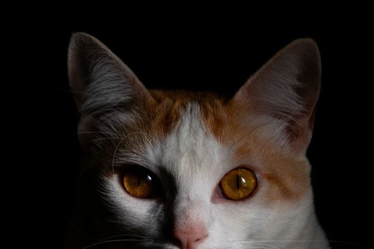 Gros plan dramatique d'un chat aux yeux orange saisissants sur fond noir Gros plan dramatique d'un chat aux yeux orange saisissants sur fond noir