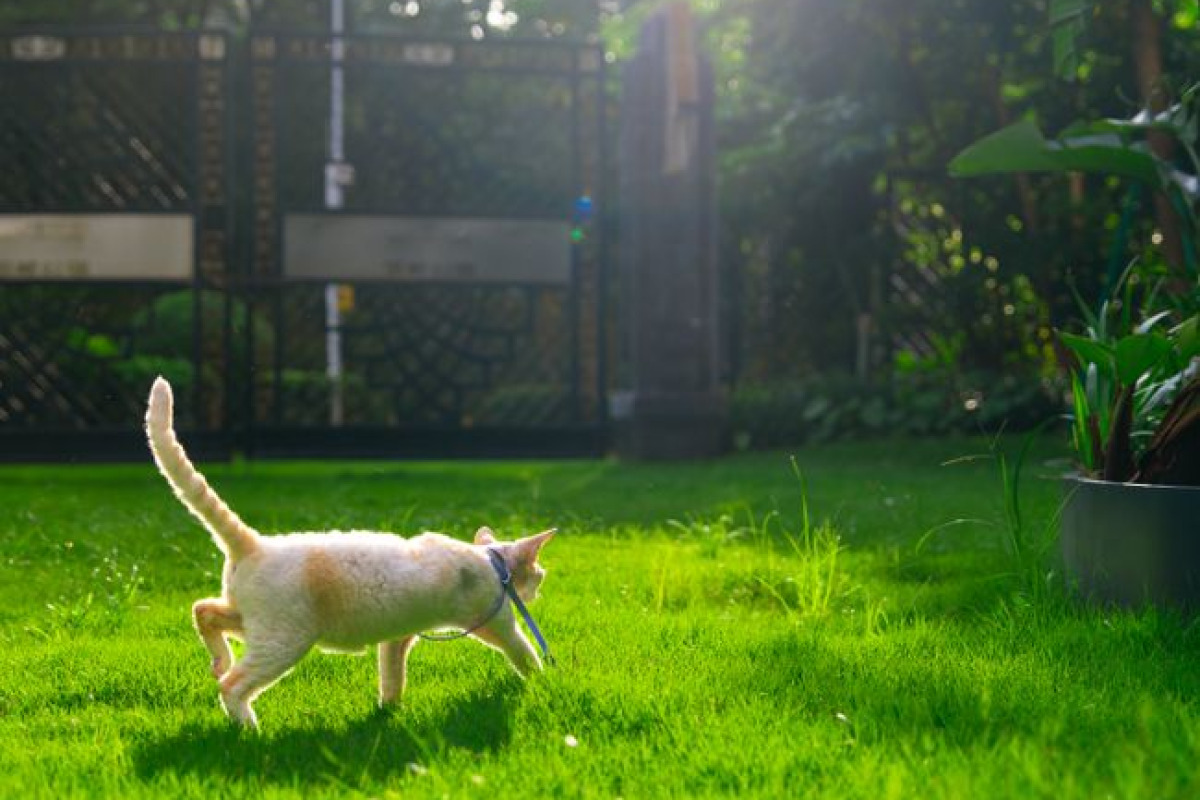 Un chat curieux explore un jardin vert vibrant par une journée ensoleillée Un chat curieux explore un jardin vert vibrant par une journée ensoleillée