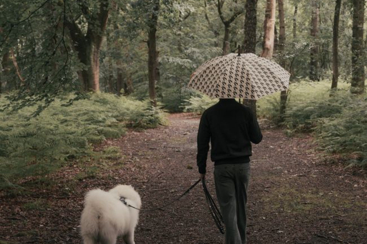 Un homme promène un chien duveteux sous un parapluie sur un sentier forestier paisible Un homme promène un chien duveteux sous un parapluie sur un sentier forestier paisible