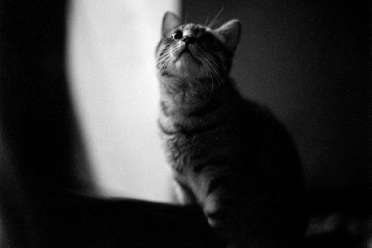 Photo artistique en noir et blanc d'un chat regardant vers le haut Photo artistique en noir et blanc d'un chat regardant vers le haut