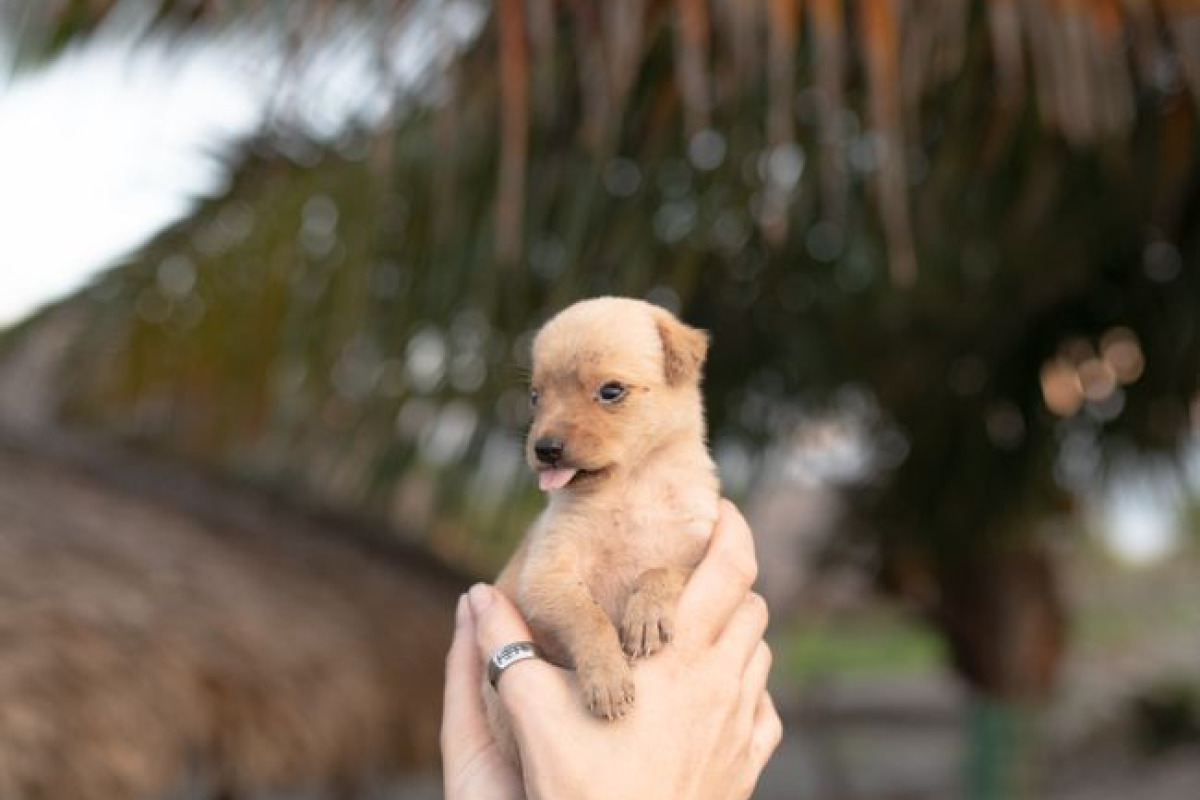 Adorable chiot tenu dans les mains devant un décor de palmiers tropicaux Adorable chiot tenu dans les mains devant un décor de palmiers tropicaux